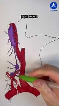 Anatomy of the cervical sympathetic chain