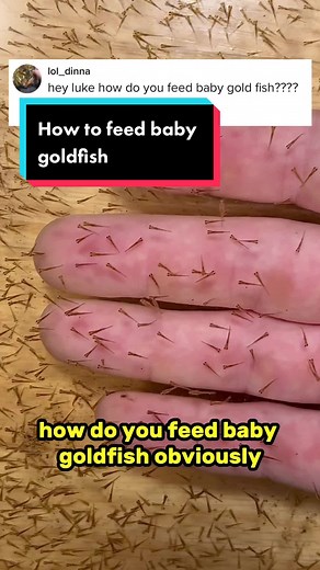 Baby Goldfish Feeding: Brine Shrimp for Optimal Growth