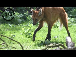 Meet the Maned Wolf at Banham Zoo | 360 Video