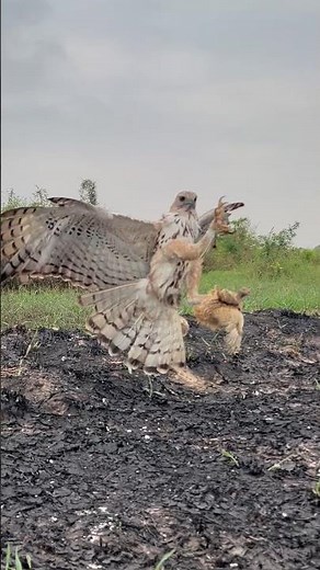 Amazing speed of Hawk Eagle hunt their prey #wildlife