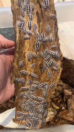 @arthropodnest on Instagram: "Porcellio succintus "black ribs" 😮‍💨 Promis après je poste autre chose, mais ils ont quand même l’air de vous plaire, je prépare une fiche d’élevage pour cette espèce ainsi que peut être du contenu explicatif sur les Porcellio 🫣 #porcelliosuccinctus #porcellio #isopod #cloporte #terrario"