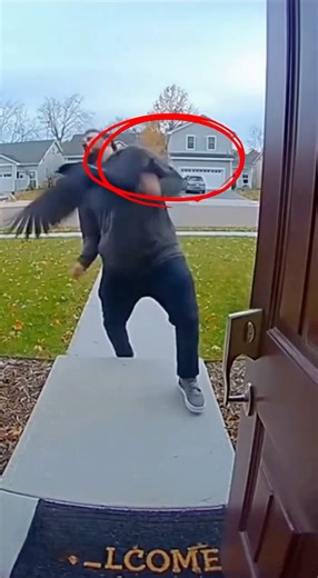 A Crow Attacked Him at the Door… and It Was All Caught on Camera 😨🐦