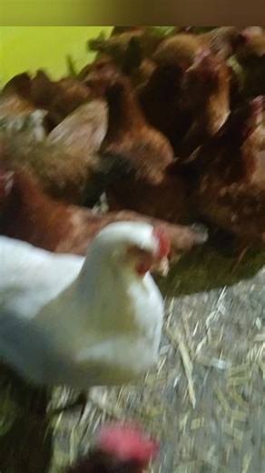 665K views · 10K reactions | 龍“Tónico final: el elixir del campo para huevos inmensos ” #gallinas #reels #granja #eggs #huevos #agua #tips #consejos #tonico | Joe Happy chick | Facebook