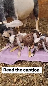 74K views · 536 reactions | When selecting breeding stock for your...