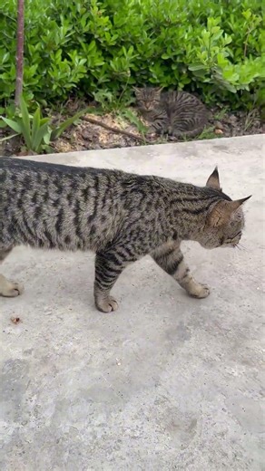 Puma's Territory Defense: Fierce Cat Growling | Why is this cat so mad? #bravetom #funnycats #cats