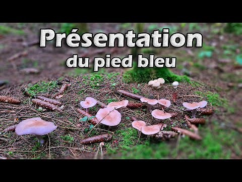 The blue foot, this very good mushroom!