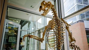 Lo scheletro di orso preistorico nella sede Amazon: la lezione più importante di Bezos sul fallimento