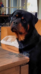 His face at the end tells everything 🤣 #rottweiler #rottweilersoftiktok #cutedogs | MJ Rottweilers