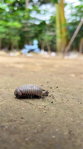 2.1M views · 6.8K reactions | Don t make a sound, cute millipede and cute pill millipede are sleeping soundly #shorts | TheMora | Facebook