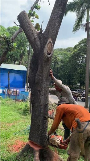 Penebangan pohon yang kering