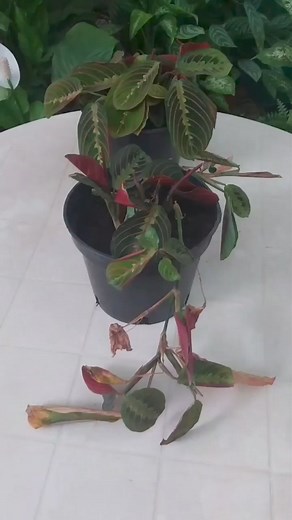 Propagating Maranta Leuconeura in Water | Prayer Plant #Amazing #maranta #beauty #plants #reels #reelsviral #propagation #water #viral #reelsinstagram #fypシ | Decor & Beauty