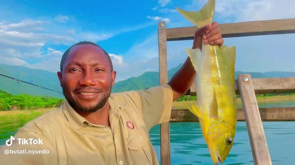 ‘KUHE!’ ‘KUHE!’ ‘KUHE!’ Lake Tanganyika Giant Cichlid Emperor Cichlid or famous known as Yellow-bellied Cichlid. Nicknamed as Kuku Maji which translates as Water Chicken. The best fish you’ll ever get from Lake Tanganyika and one of the few best from the world of fishes. It’s so tasty and very meat. You can do Sashimi, Ceviche, Sushi, Grilled, Pan Fry, Fish Curry and even Stew. Super Delicious #ChimpMan #chimpguide #chimpexpert #chimpguardian #local #naturalist #tanganyika #laketanganyika🇹🇿 #c