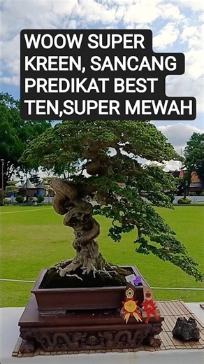 WOW SUPER COOL, TOP TEN RANKING, SO LUXURIOUS@mahkotabonsai#shorts#bonsai#viral