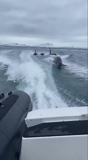 Seal Escapes Orcas By Jumping On Boat!
