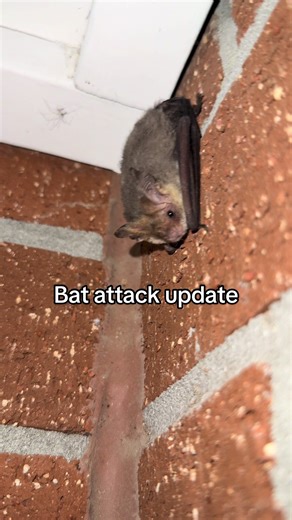 hopefully this clears some things up about me being attacked by a bat here in Australia ##fyp##bat##australia##viral##hospital