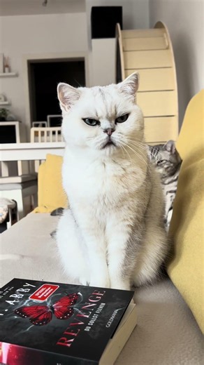 Wenn deine Katzen es absolut hassen, fotografiert oder gefilmt zu werden