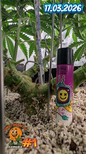 Sunset Sherbet GF #1 week 8 day 55 #diyfertilizer #hydroponics #fishhydrolysate #music #citricacid