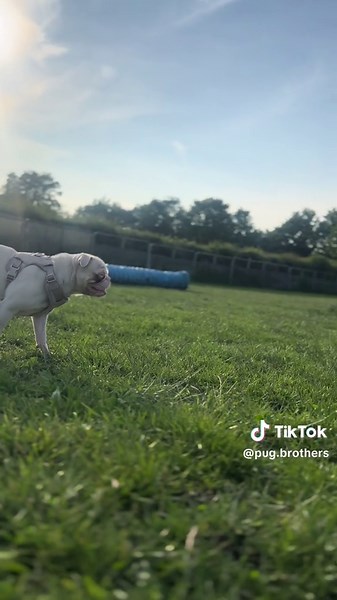 pugs_scot_land on TikTok