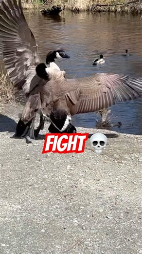 Goose Fight Escalated FAST 💀