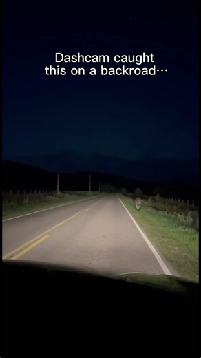 What Animal Ran Across This Road?