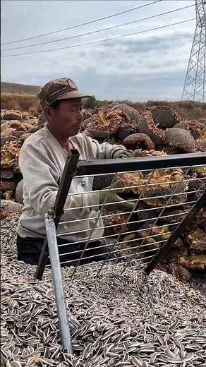 Smart Sunflower Seed Separator in Action #sunflower #agritech #seedprocessing