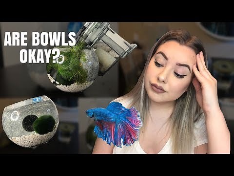 HOW TO SET UP A BETTA BOWL! | are bowls okay for bettas?