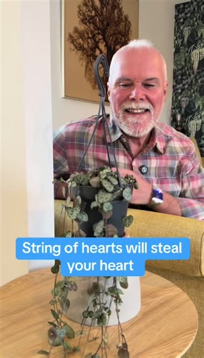 String of Hearts: The Perfect Trailing Houseplant