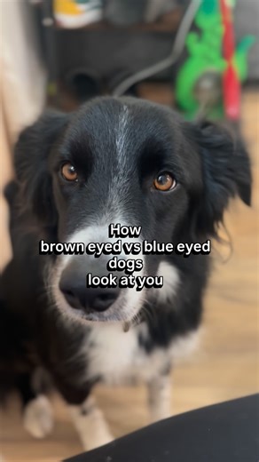 Kiki, Aries, Bohdi & Skye on Instagram: "Border collie & brown eyed corgi vs Australian Shepards . Love our blue eyed Aussies. Does anyone have corgis with blue eyes?? #bordercollieofinstagram #aussie #corgination #dogmomlife #funnydog"