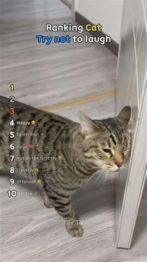 Ranking 10 Funniest Cat Fails 😂 | Try Not to Laugh