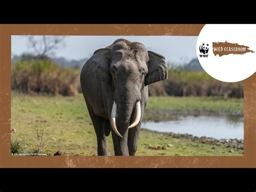 All About Elephants & Their Endangered Habitats