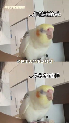 Cute Parrot Chicken: Unleash the Adorable Fun