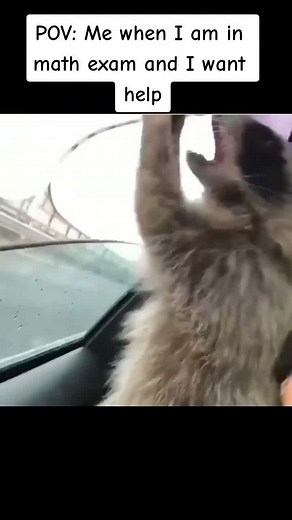 A funnie animal video. #funny #fun #funnyanimals