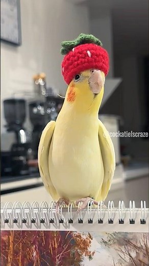 Adorable Cockatiel Tweety's Cute Singing Moments 🎶🦜🥰 #cockatielscraze #birdsinging