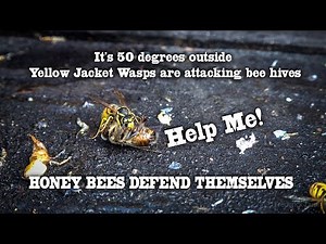 Yellow Jacket Wasps Attack a Bee hive, Honey Bees Sting and Kill Wasps, leaving them outside.