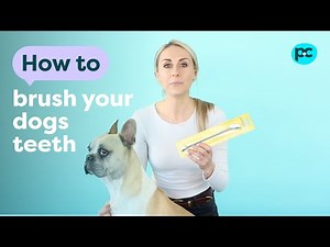 How to brush your #dog's teeth | PET CIRCLE