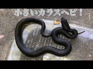 Did you actually find a baby crow snake?!
