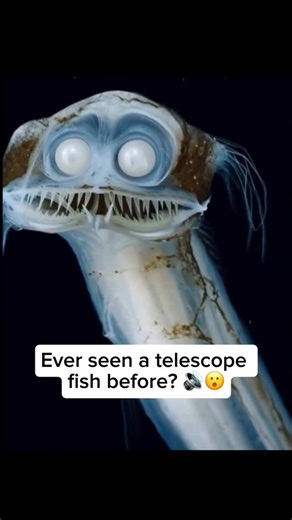 Wildlife and Rescue on Instagram: "Telescopefish are deep-sea fish known for their strange, tubular eyes that point forward like telescopes. These eyes help them see in the dark depths of the ocean where almost no sunlight reaches. They usually live thousands of feet below the surface and have long, slender bodies with large mouths that can open wide to swallow prey almost as big as themselves. Because they live so deep, they are rarely seen and remain one of the ocean’s fascinating but mysterio