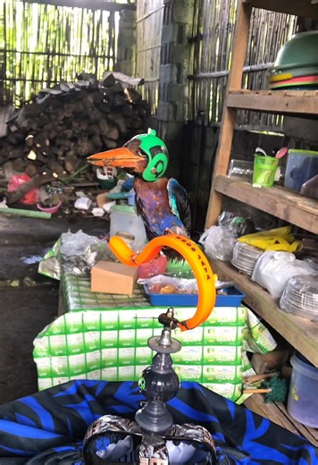 Siji suro Sarno Njajal Dungo: Tengkek Gacor & Tengkek Buto
