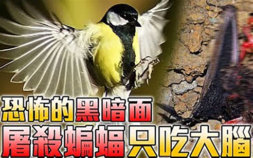 令人恐惧的动物黑暗面，比猛禽还渴望血液，动物连环杀手！