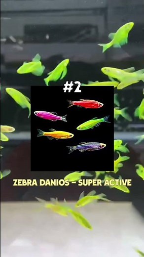 🔥 “Top 5 Easiest Fish for Beginners! 🐠✨ #AquariumTips”#aquariumtips