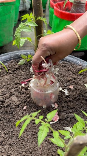 Tomato planting tips by using lying down techniques from used tire #tomato #garden #shorts #farming