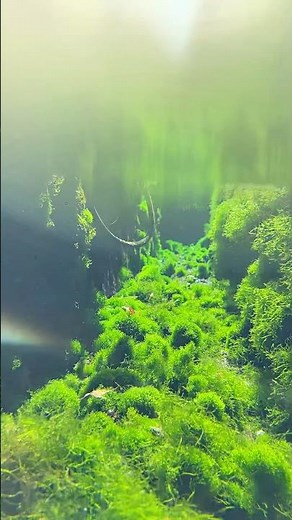 雲仙山系の湧水 #島原湧水群