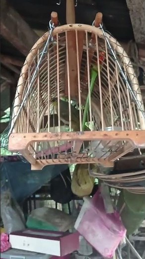 Suara galak burung merbah Lekir #merbahkuning #merbahlekir #magpierobin #animalworld