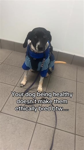 There’s so much more to ethical breeders than just health 😭😭 #breeders #byb #ethical #ethicalbreeders #mutts