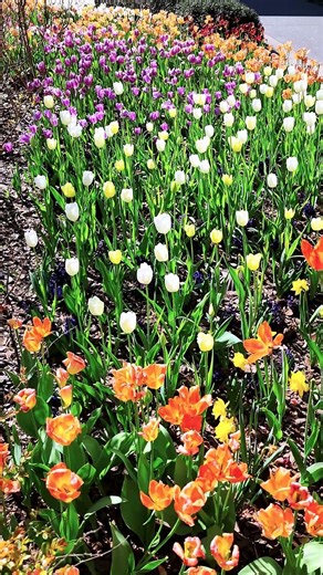 Springtime Magic: Breathtaking Tulip Bloom at Atlanta Botanical Garden