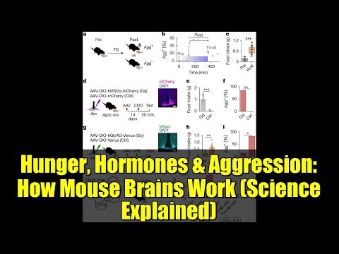 Hunger, Hormones & Aggression: How Mouse Brains Work (Science Explained)