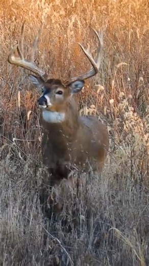 Realtree on Instagram: "Dreaming of scenes like this. #Realtree"