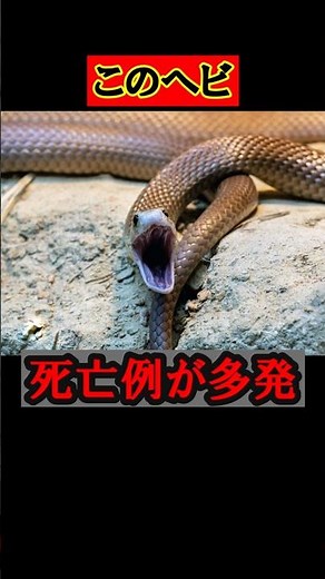 イースタンブラウンスネーク｜オーストラリアで死亡例が最も多い猛毒ヘビ