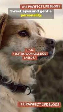 TOP 10 ADORABLE DOG BREED" #TOP10ADORABLEDOGBREED #thepawfectlifeblogs #povdogs #unitedstates