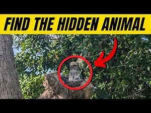 Find the Hidden Animals #13